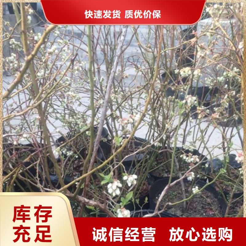 蓝莓苗黄瓜苗支持非标定制