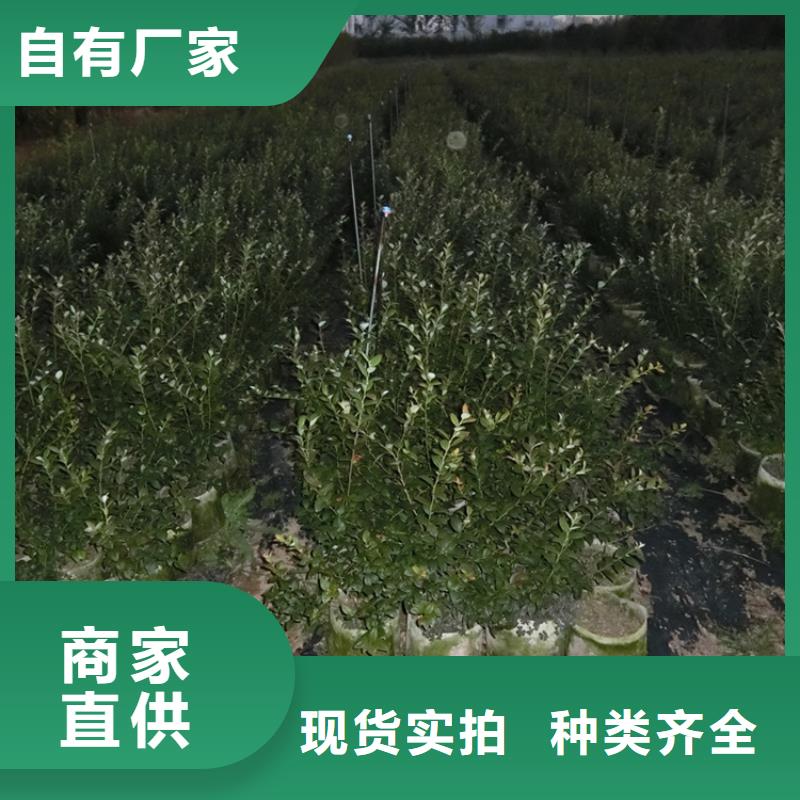 蓝莓苗花椒苗实拍展现