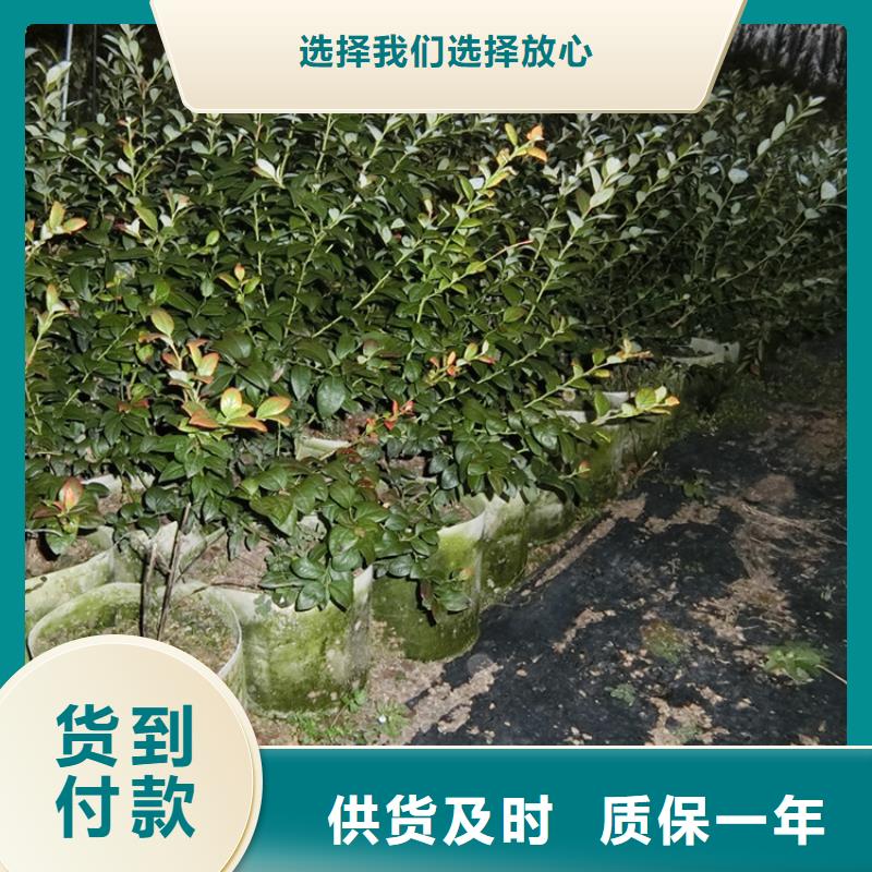 蓝莓苗免费询价