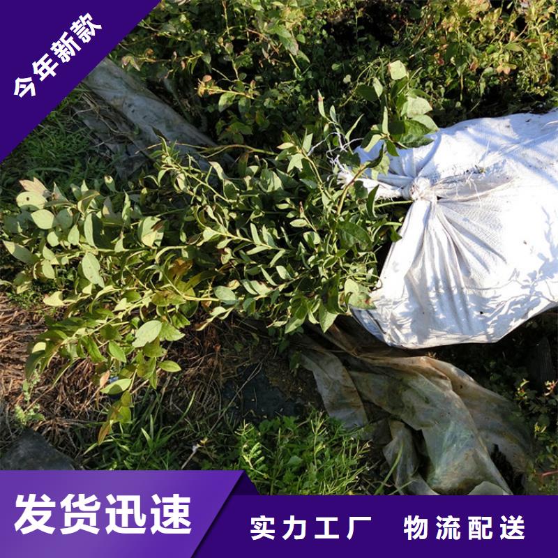 蓝莓苗多年经验值得信赖