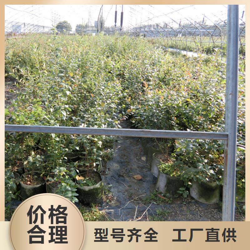 蓝莓苗花椒苗信誉有保证