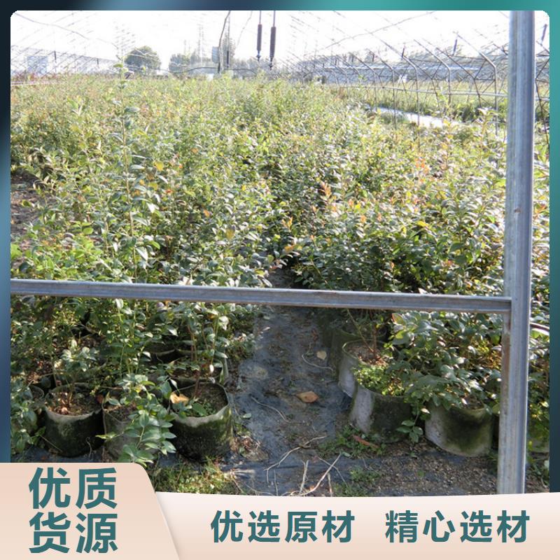 蓝莓苗【苹果苗】生产加工