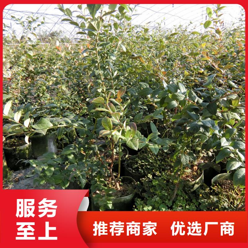 蓝莓苗石榴苗质量层层把关