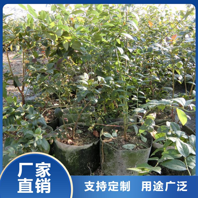 蓝莓苗-无花果苗用心做好每一件产品