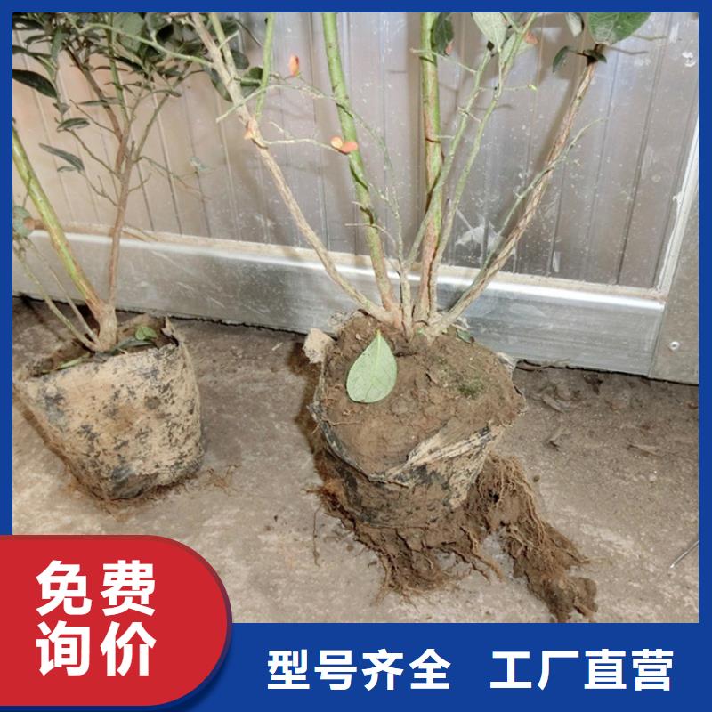 蓝莓苗板栗苗大量现货供应