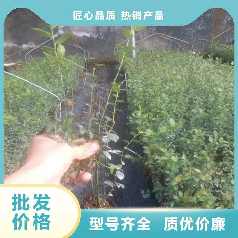 【蓝莓苗】樱桃苗厂家十分靠谱