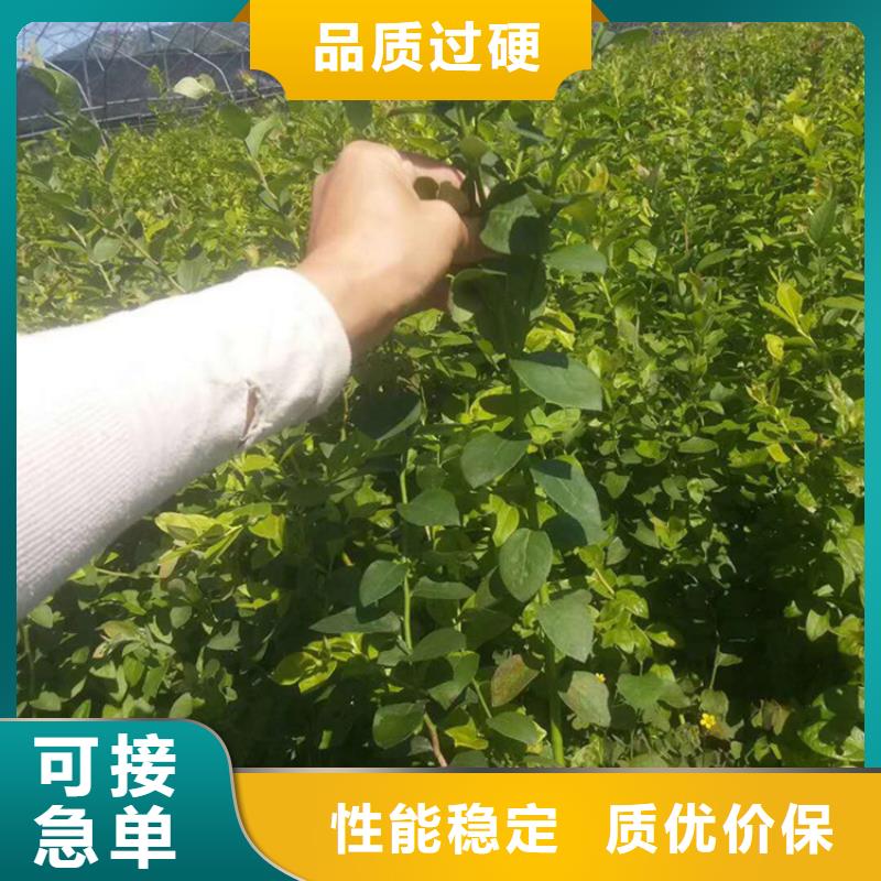 蓝莓苗-无花果苗用心做好每一件产品