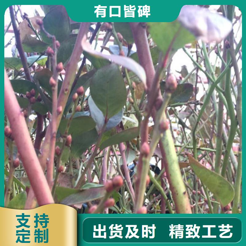 蓝莓苗苹果苗多年经验值得信赖