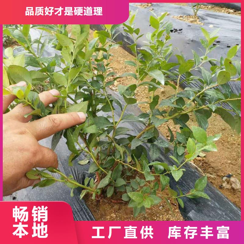 蓝莓苗,苹果苗颜色尺寸款式定制