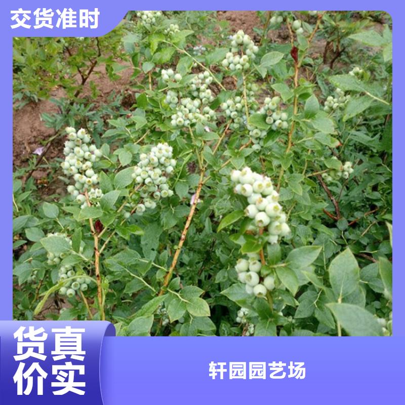 蓝莓苗无花果苗供应商