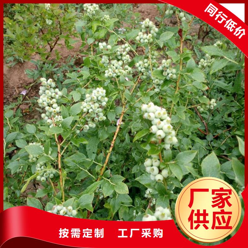 蓝莓苗石榴苗质量层层把关