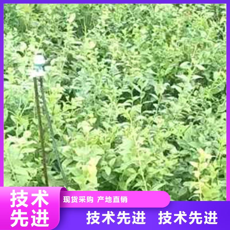 【蓝莓苗石榴树细节严格凸显品质】