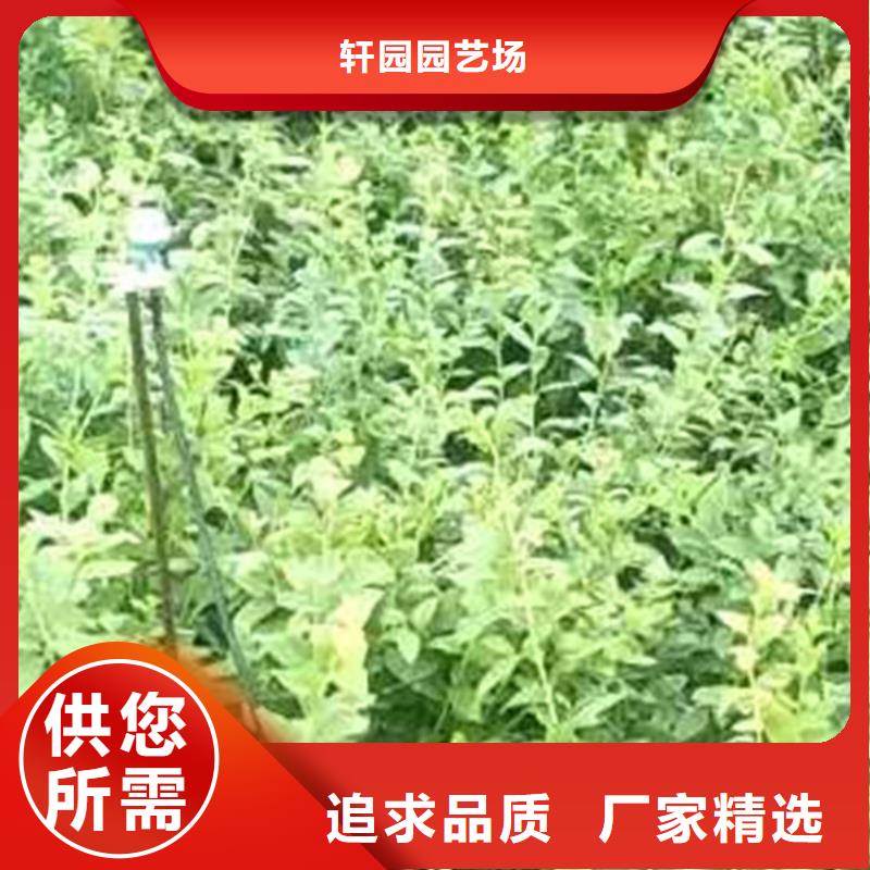 蓝莓苗无花果苗供应商