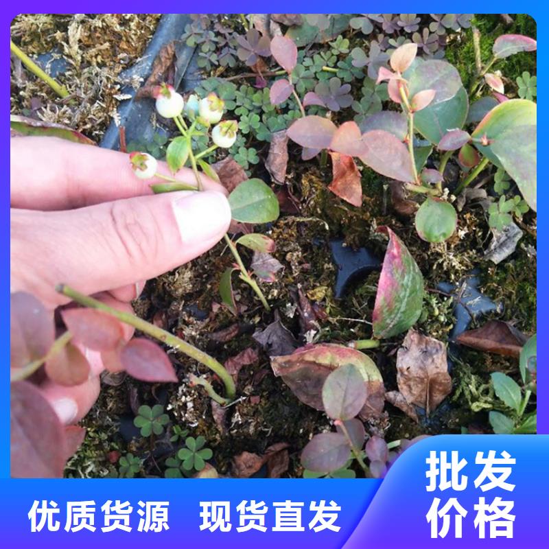 蓝莓苗草莓苗种类齐全