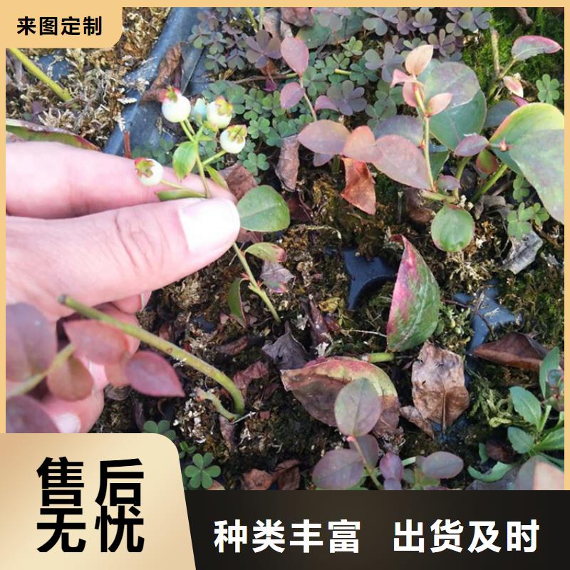 蓝莓苗花椒苗信誉有保证