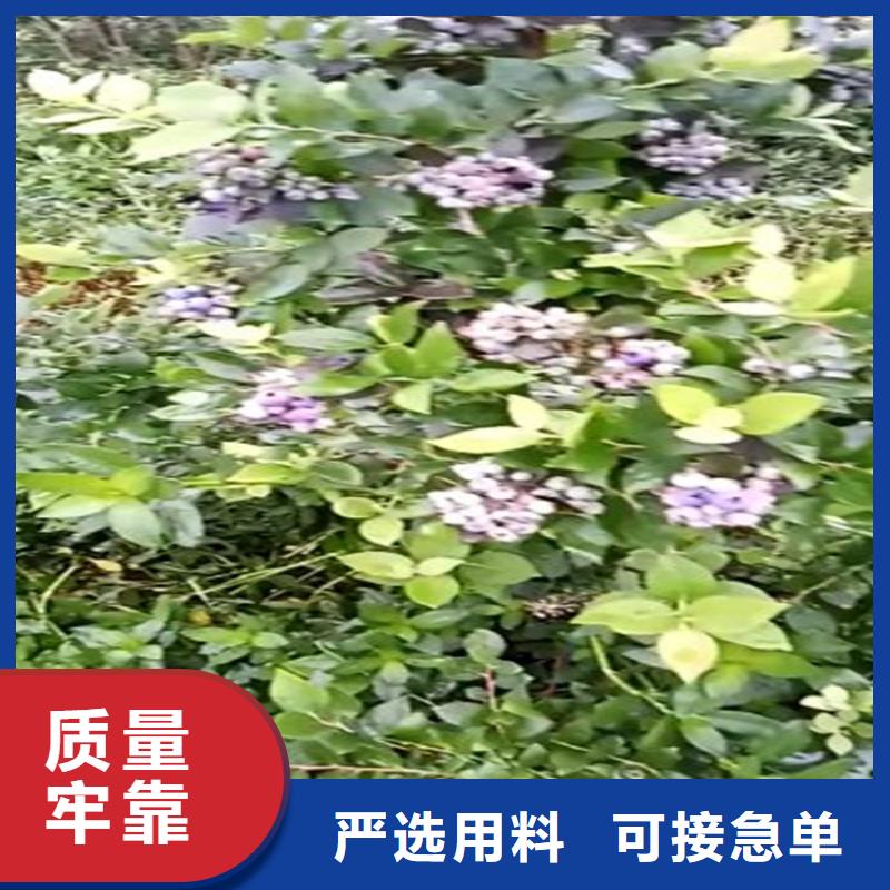 蓝莓苗红石榴苗基地厂家十分靠谱