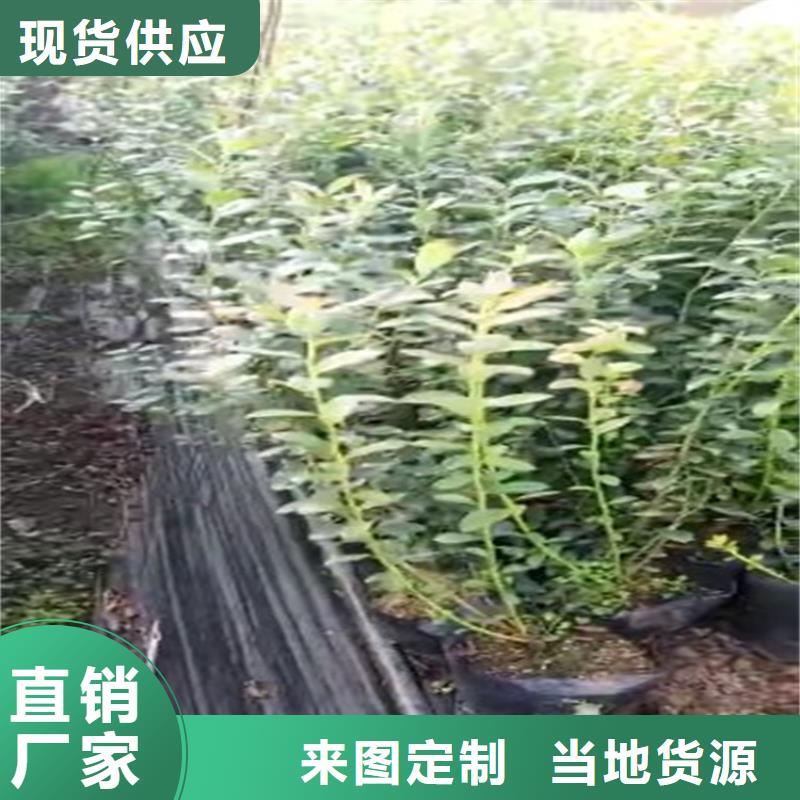 蓝莓苗奶油草莓工厂采购