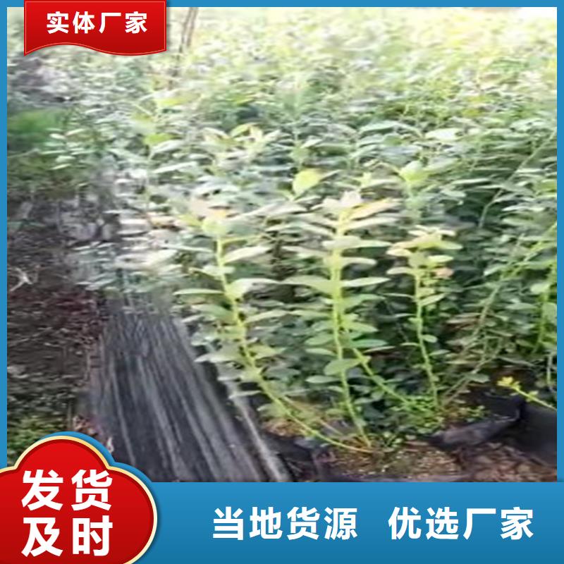 蓝莓苗【无花果苗】N年专注