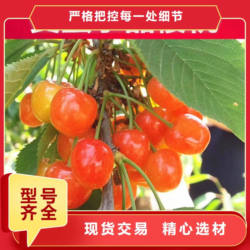 【樱桃】_苹果苗助您降低采购成本