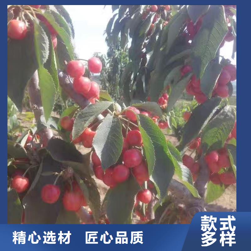 樱桃3公分石榴苗自营品质有保障