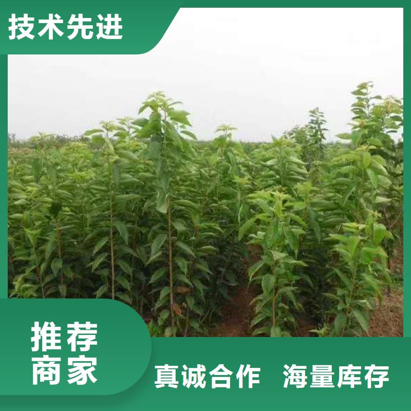 樱桃樱桃苗对质量负责