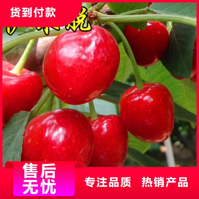 樱桃草莓苗货源足质量好