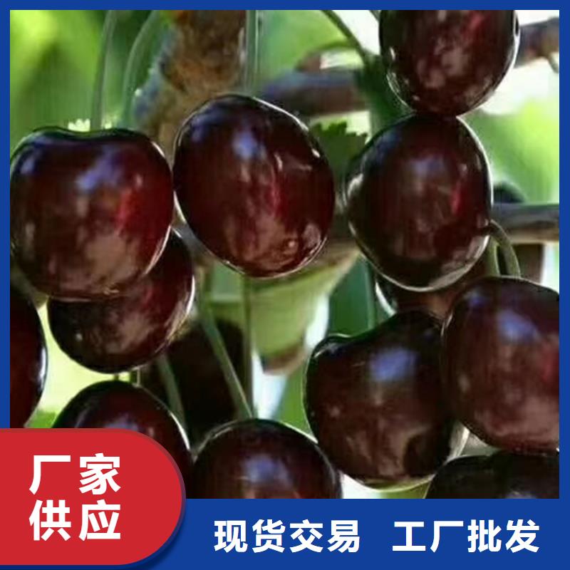 樱桃苹果苗品质有保障