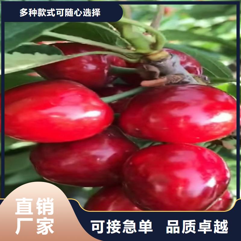 樱桃石榴树好产品有口碑
