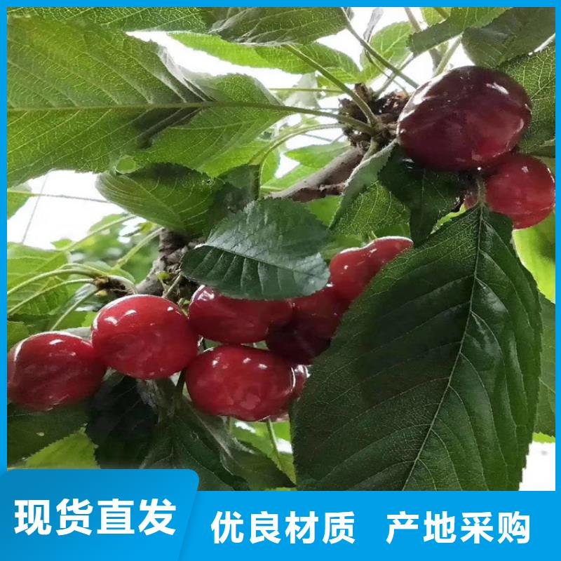 樱桃蓝莓苗工厂直营