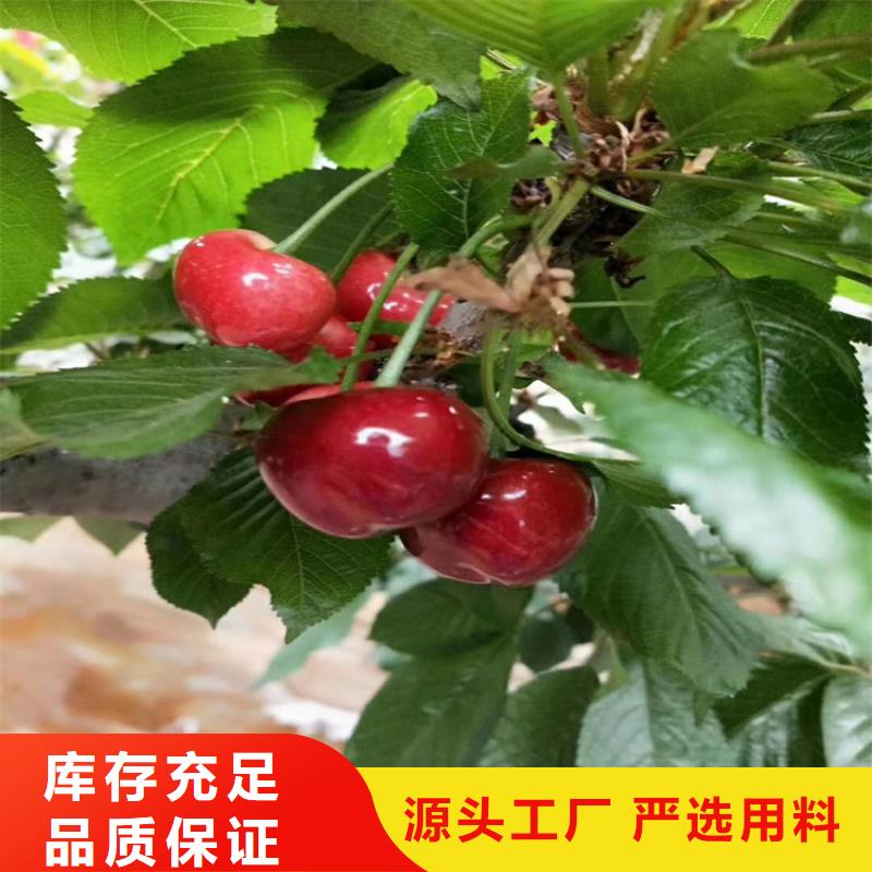 樱桃樱桃苗生产厂家