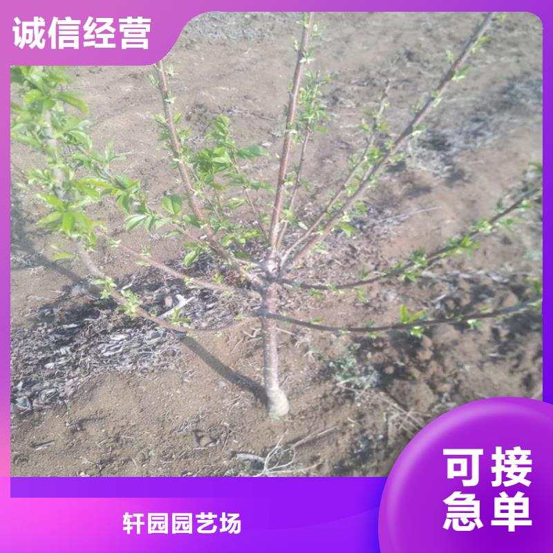 【樱桃嘎啦苹果现货】