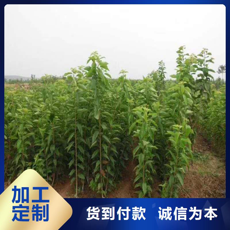 樱桃苹果苗品质有保障