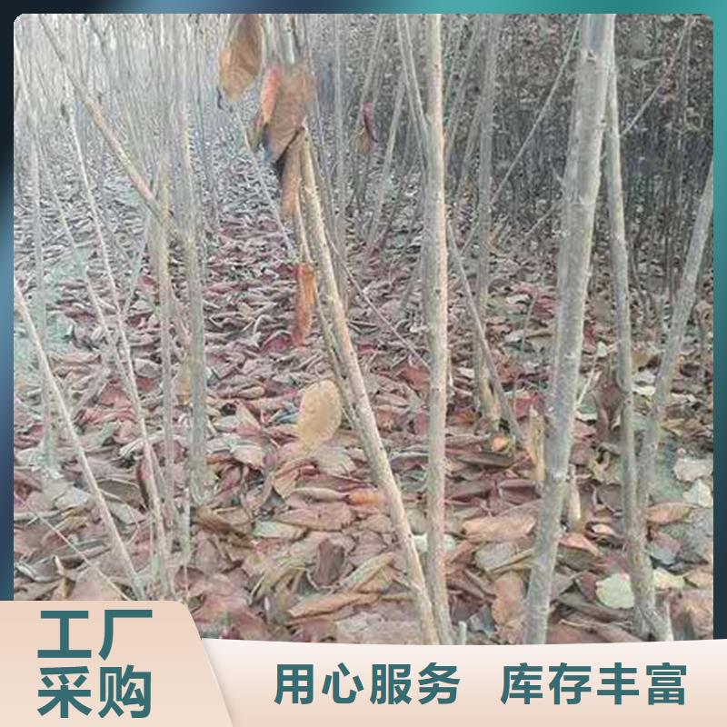 樱桃樱桃苗自主研发