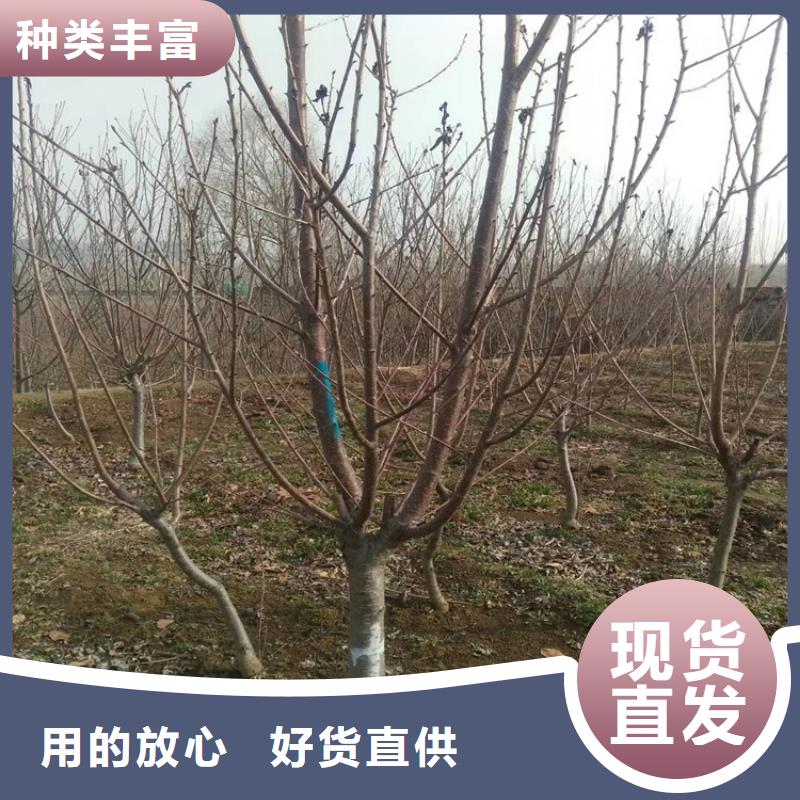 【樱桃】,樱桃苗追求细节品质