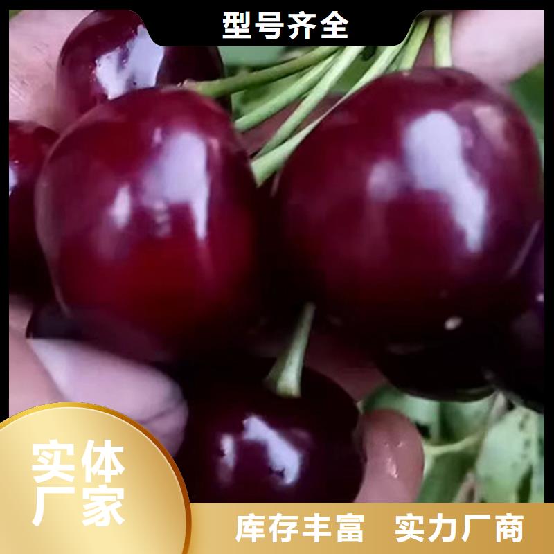 樱桃苹果苗质量牢靠