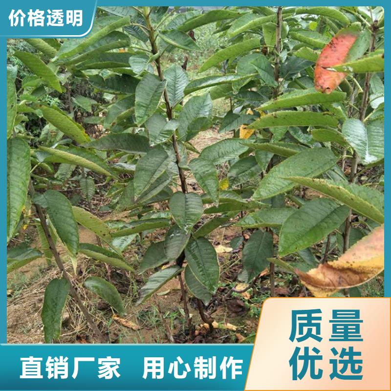 樱桃苹果苗质量牢靠