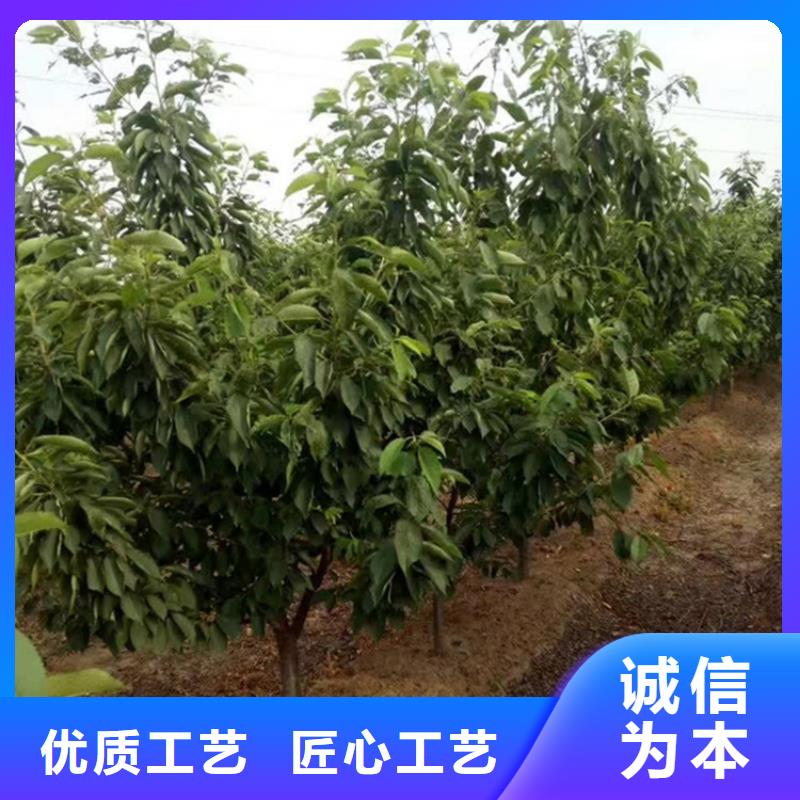 【樱桃苹果苗货到付款】