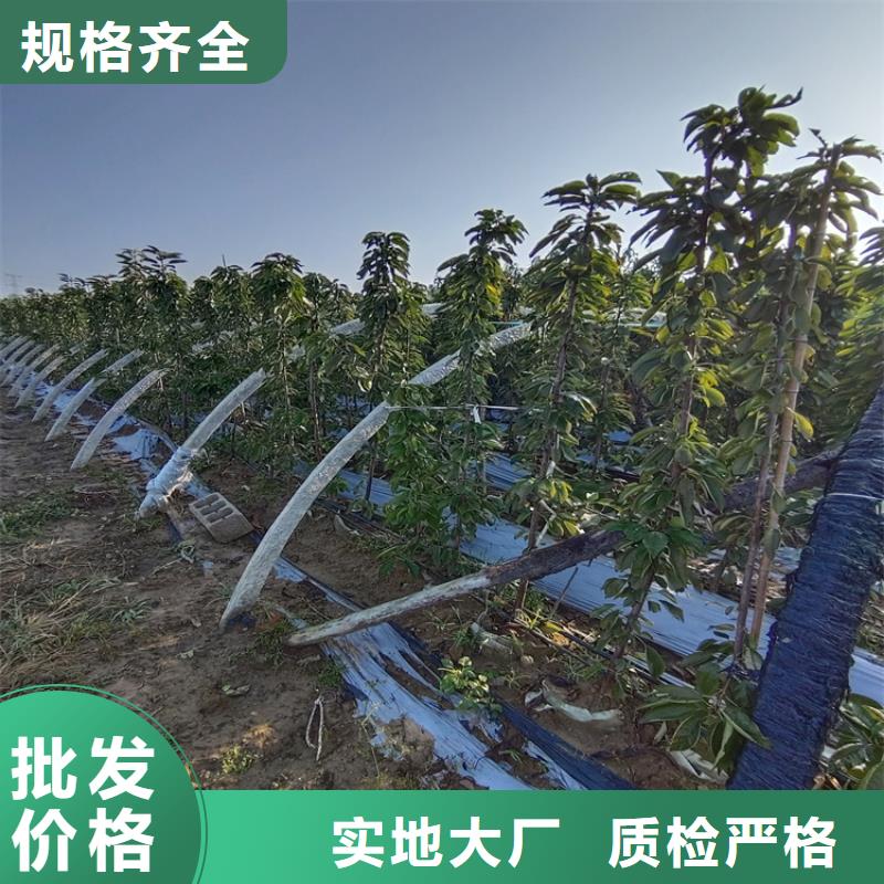 樱桃苹果苗海量现货直销