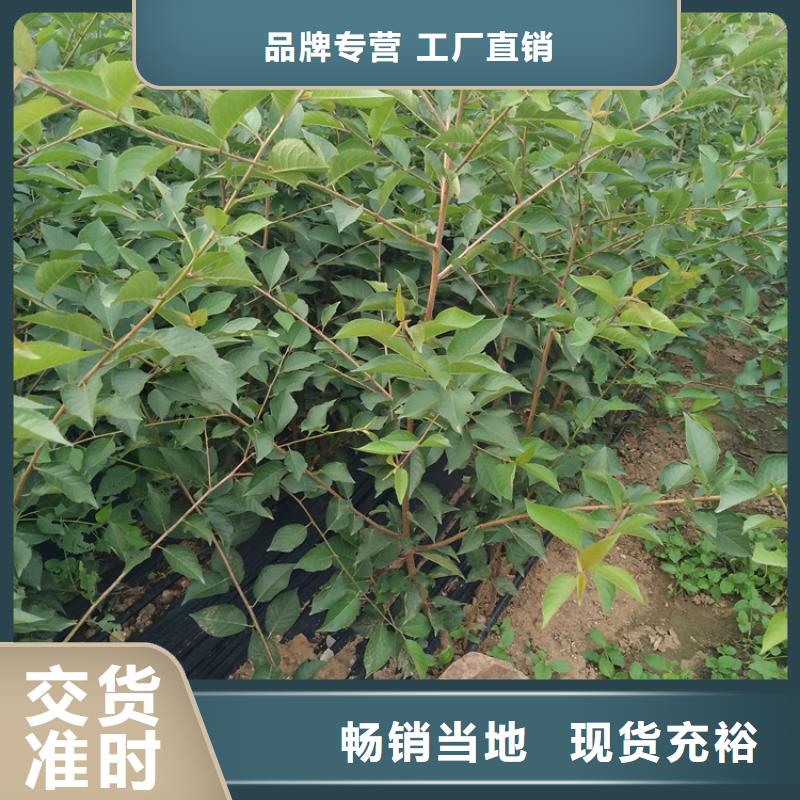 樱桃【梨树苗】源头工厂量大优惠