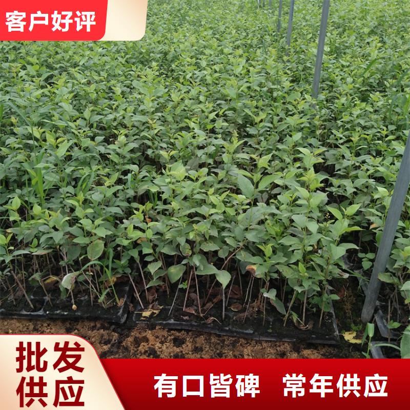 樱桃3公分石榴苗自营品质有保障