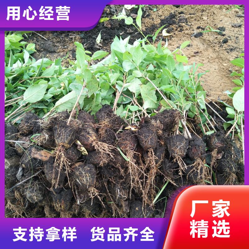 樱桃【梨树苗】源头工厂量大优惠