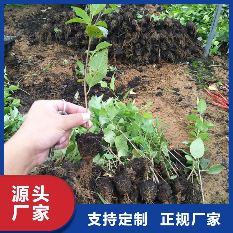 樱桃苹果苗品质有保障