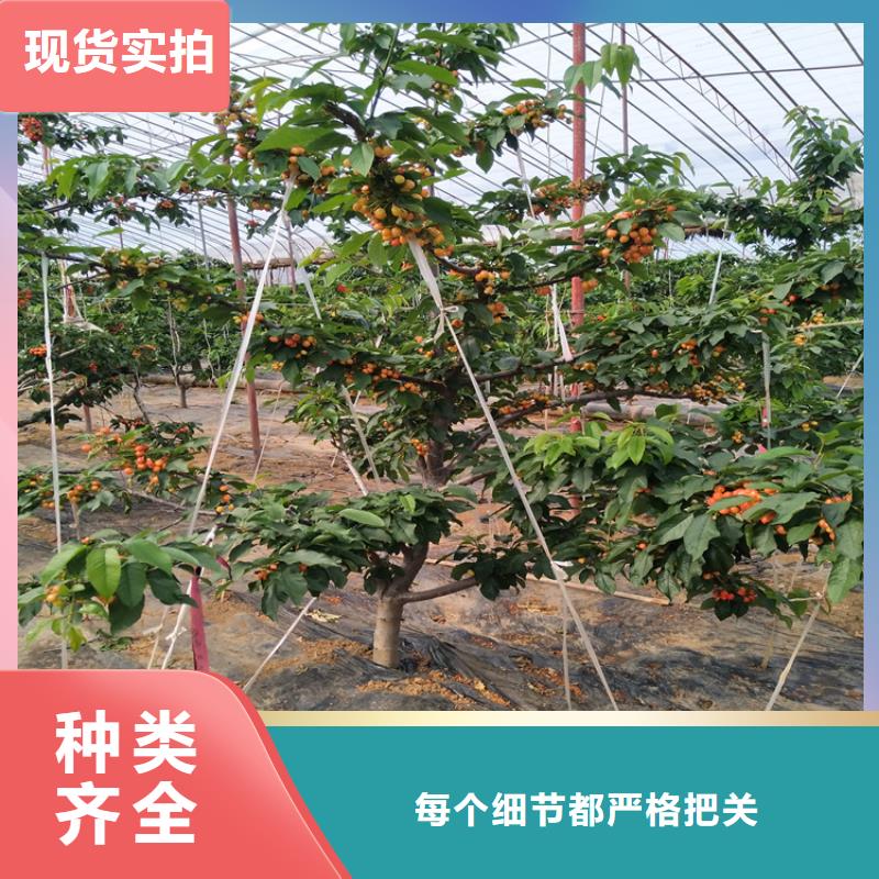 樱桃【樱桃苗】全品类现货