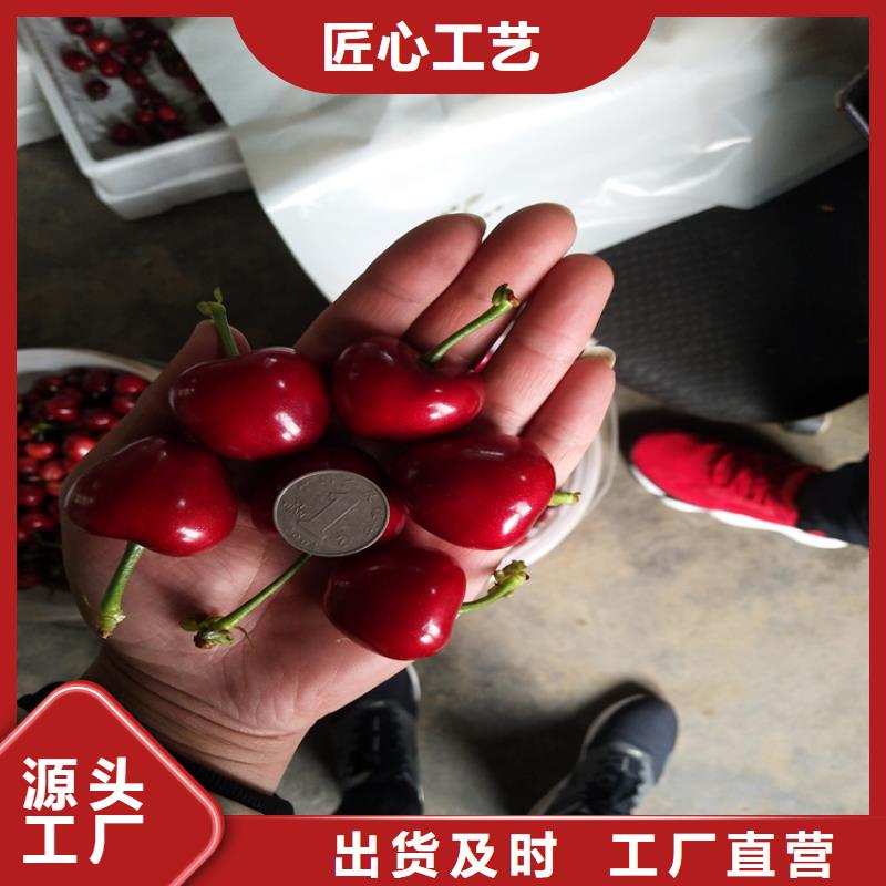 樱桃板栗苗品质无所畏惧