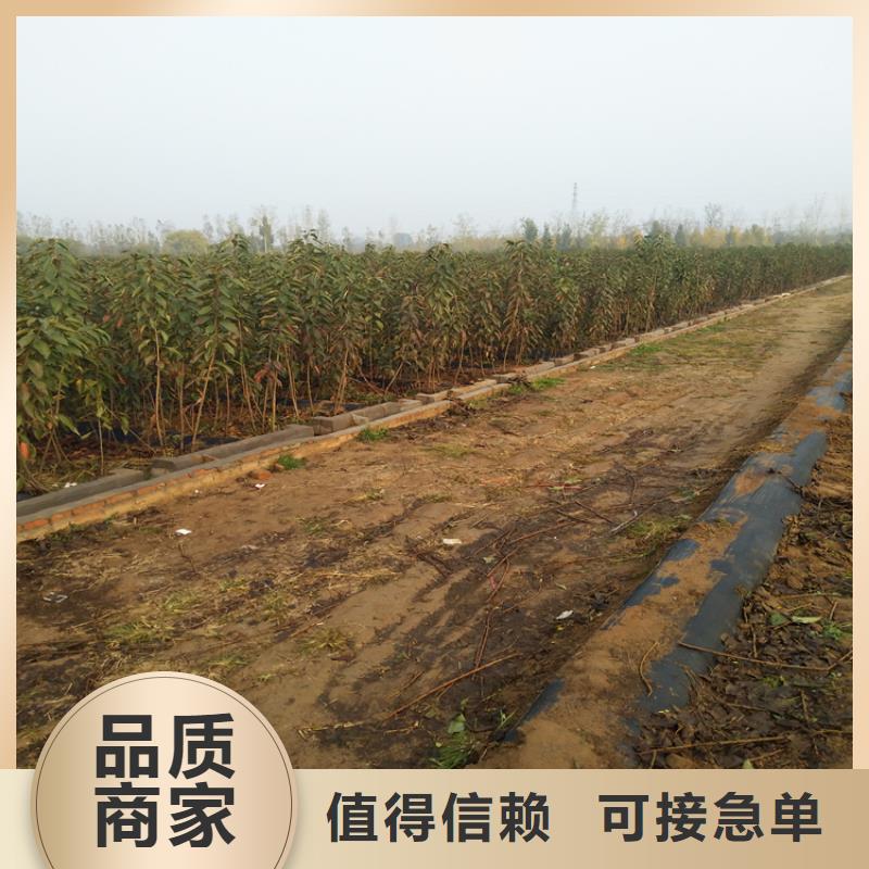 【樱桃】李树苗现货批发