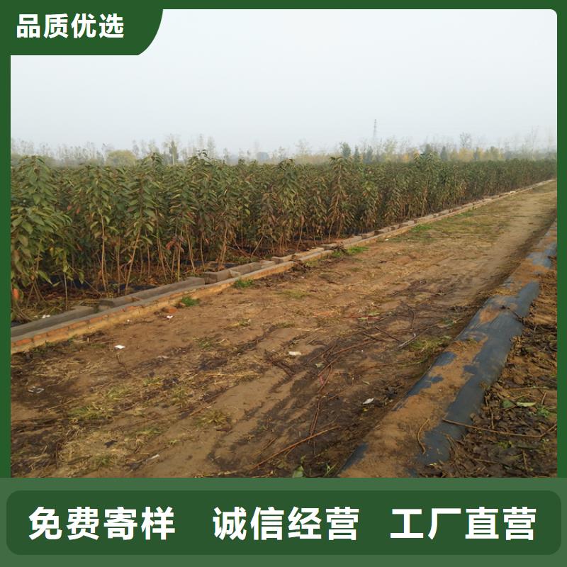 樱桃樱桃苗实拍展现