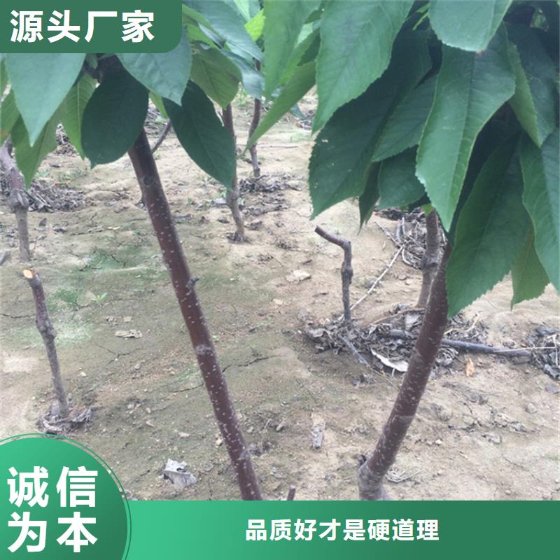 樱桃苹果苗质量牢靠