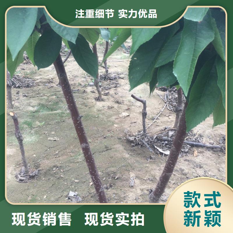 樱桃杏树苗货到付款