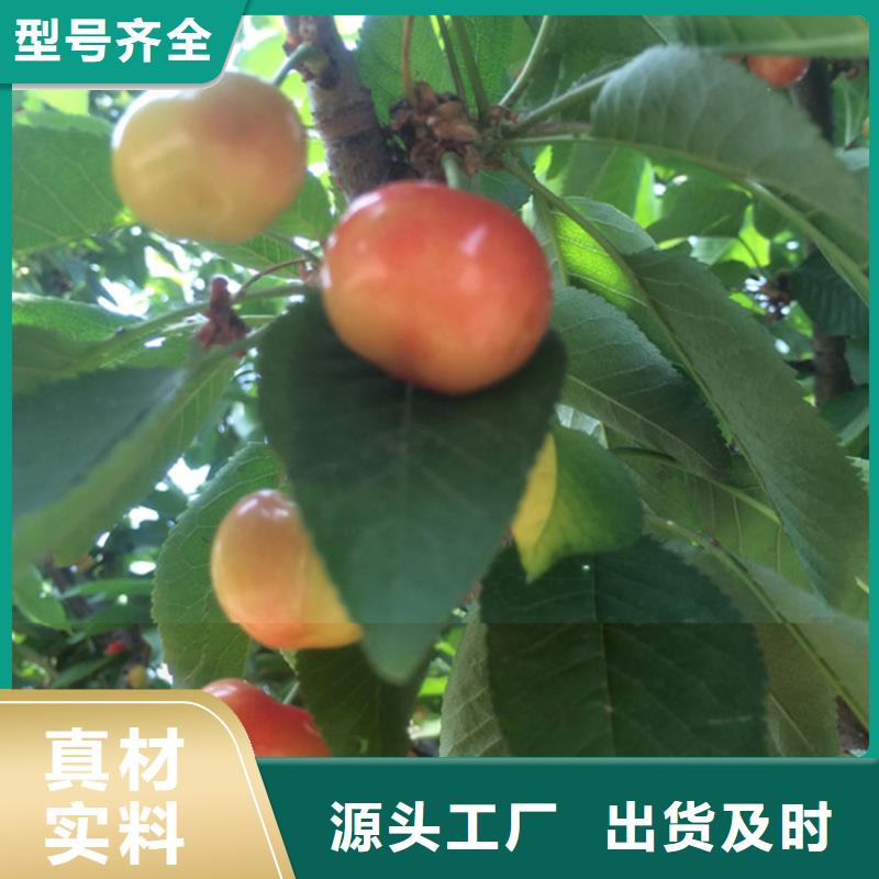 樱桃李子苗定制速度快工期短