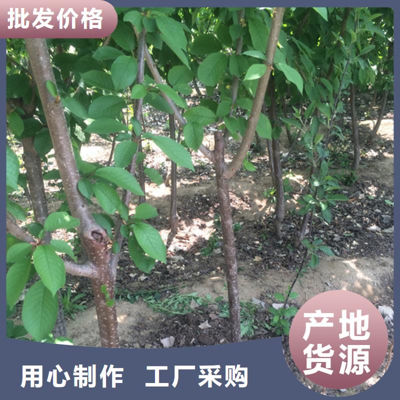 樱桃苹果苗精心选材